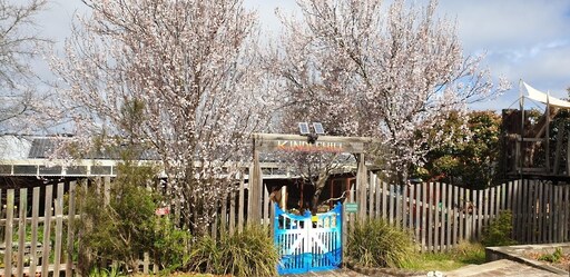 Blooming cherry trees arch over the Kindlehill entrance torii, honouring seasonal rhythms and the schools cultural history.
