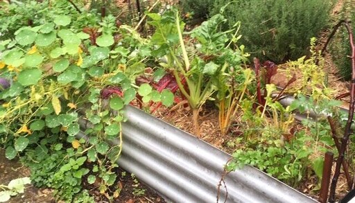 Lush vegetables thrive in corrugated beds, grounding the Kindlehill village in seasonal rhythms and deep connection to land.