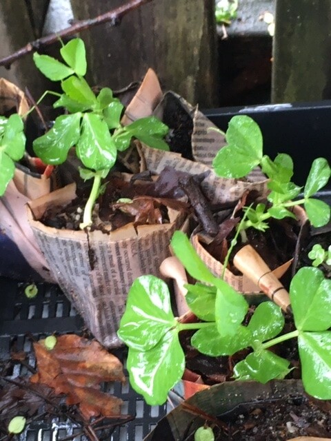 Green seedlings in recycled pots embody earth-centred learning and nurturing connections to the land and its stories.