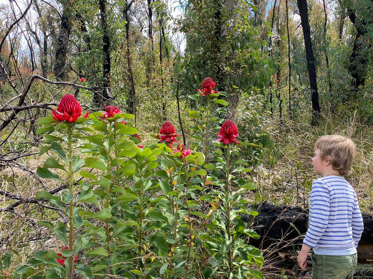 Eddie observes vibrant red waratahs, connecting with the seasonal rhythm and wonder of the Blue Mountains bushland.