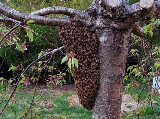 Heidis bee swarm finds sanctuary in a budding tree, honouring natures seasonal rhythms and the spirit of community.