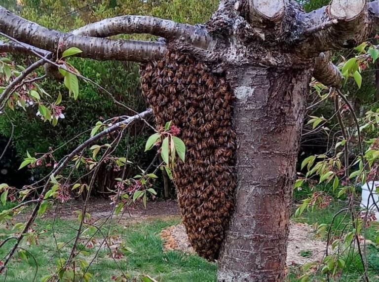 Heidis bee swarm finds sanctuary in a budding tree, honouring natures seasonal rhythms and the spirit of community.