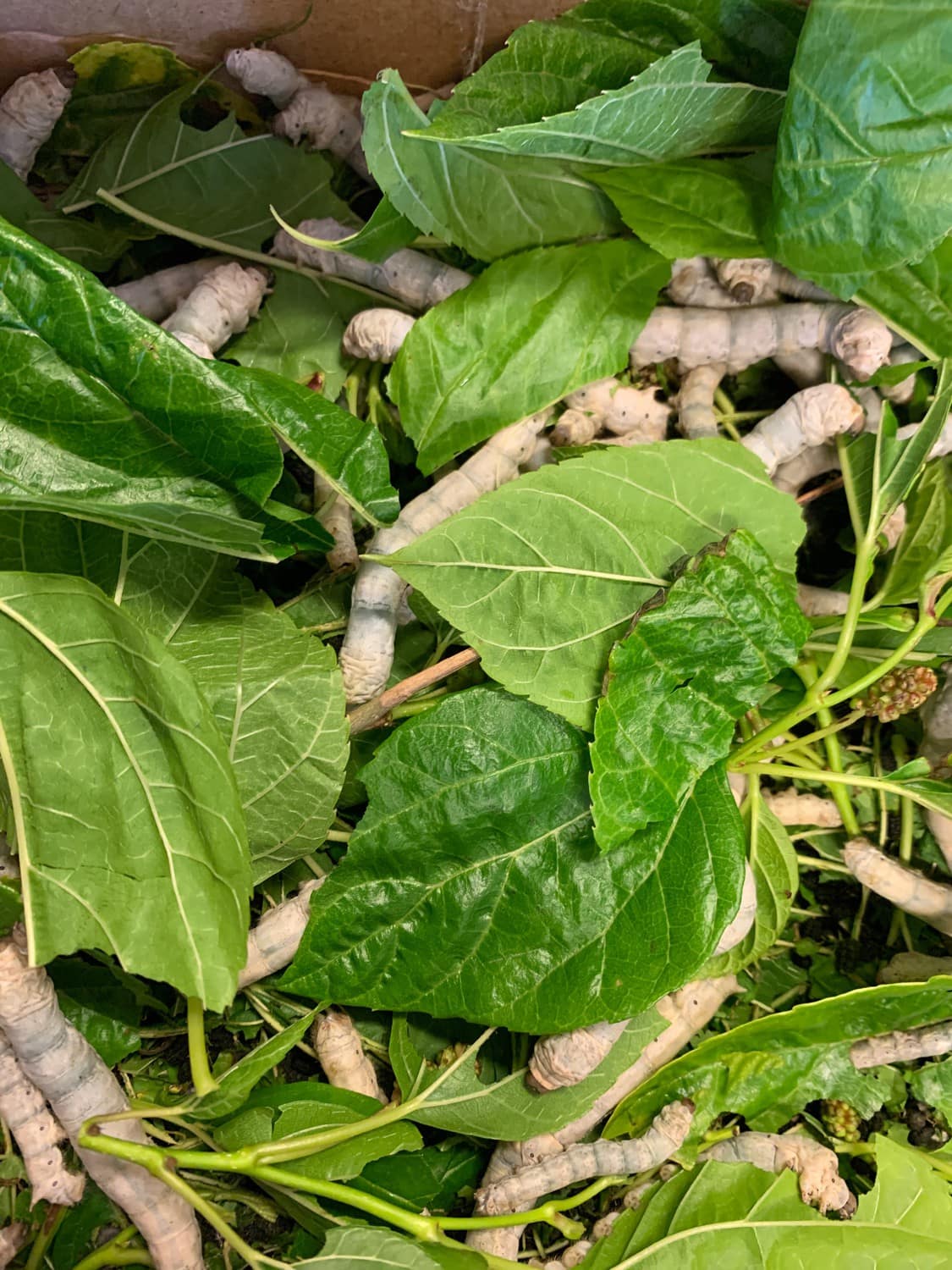 Hungry silkworms feed on mulberry leaves, honouring natures rhythm and the transformative journey of growth.