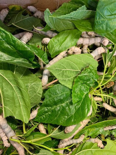 Hungry silkworms feast on mulberry leaves, illustrating a story of transformation, growth, and connection to the living world.