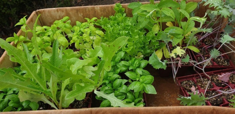 Lush seedlings ready for the Kindness Stall, showcasing the students connection to nature and their seasonal community gift.