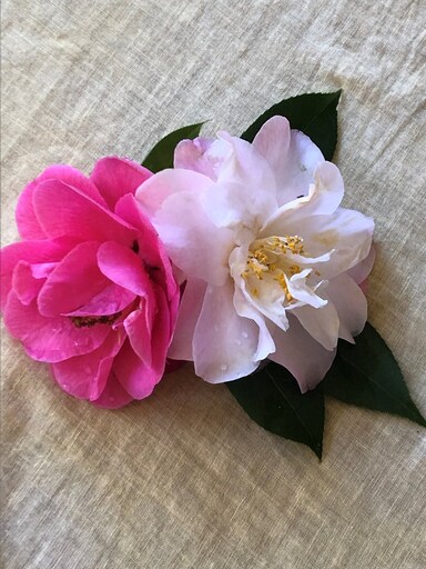 Vibrant spring blossoms symbolise the shift into Murraiyunggory, celebrating Kindlehills connection to the land and seasonal rhythms.