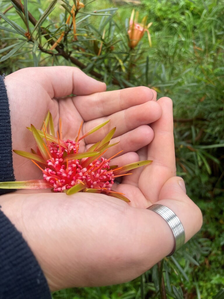 Cupped hands cradle a Mountain Devil flower, honouring the spiritual connection between child and the Blue Mountains ecosystem.