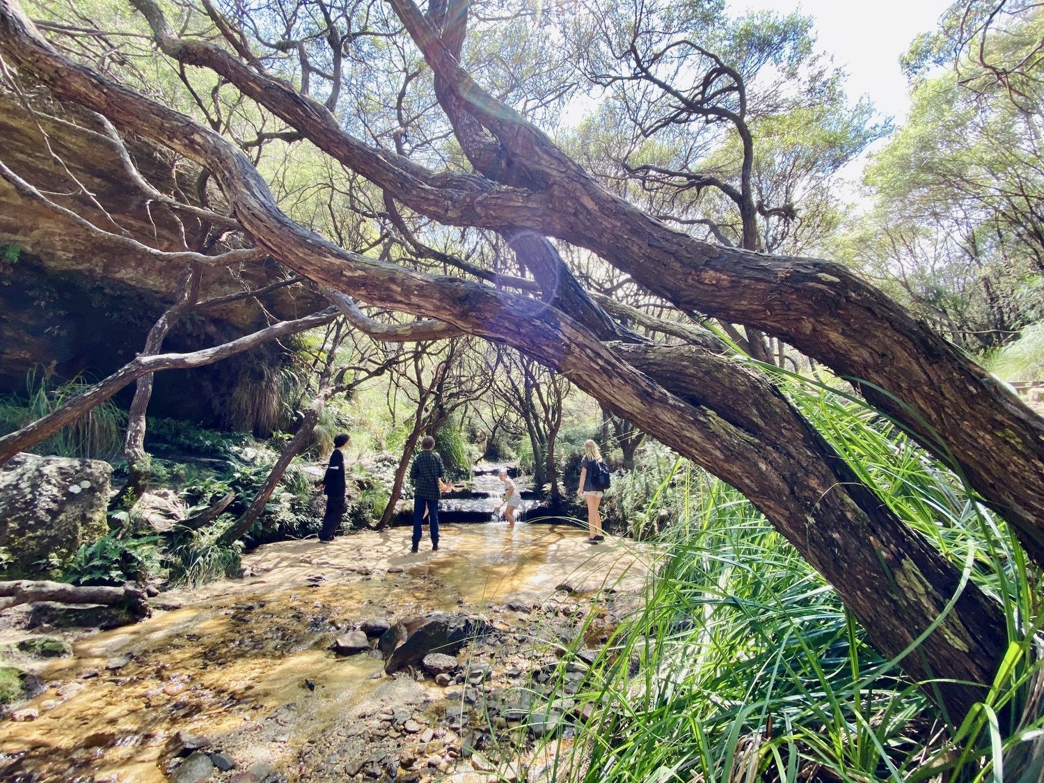 Explorers discover Centennial Glens serene waters, fostering connection to Country beneath a canopy of gnarled gum trees.