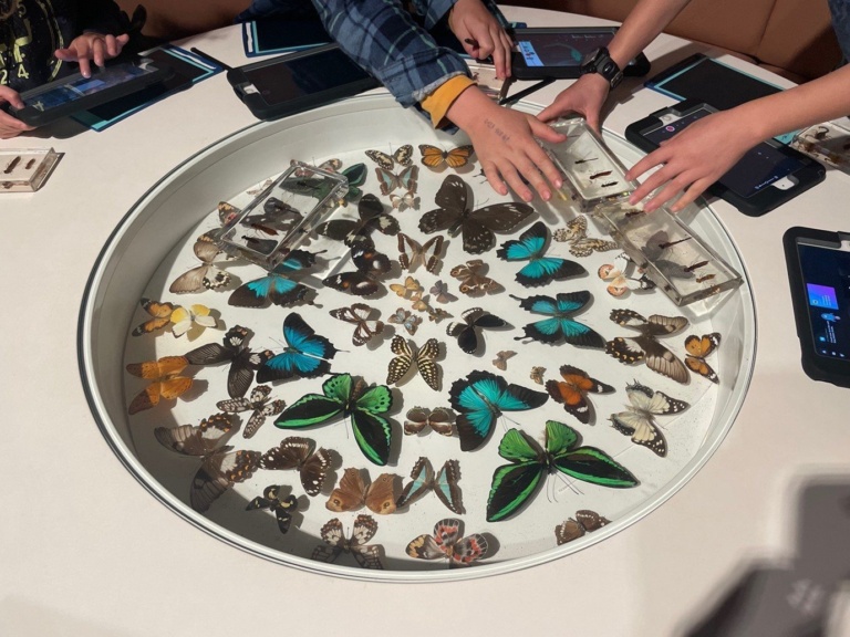 Curious students collaboratively investigate colourful butterflies, fostering wonder and connection to nature through place-based museum learning.