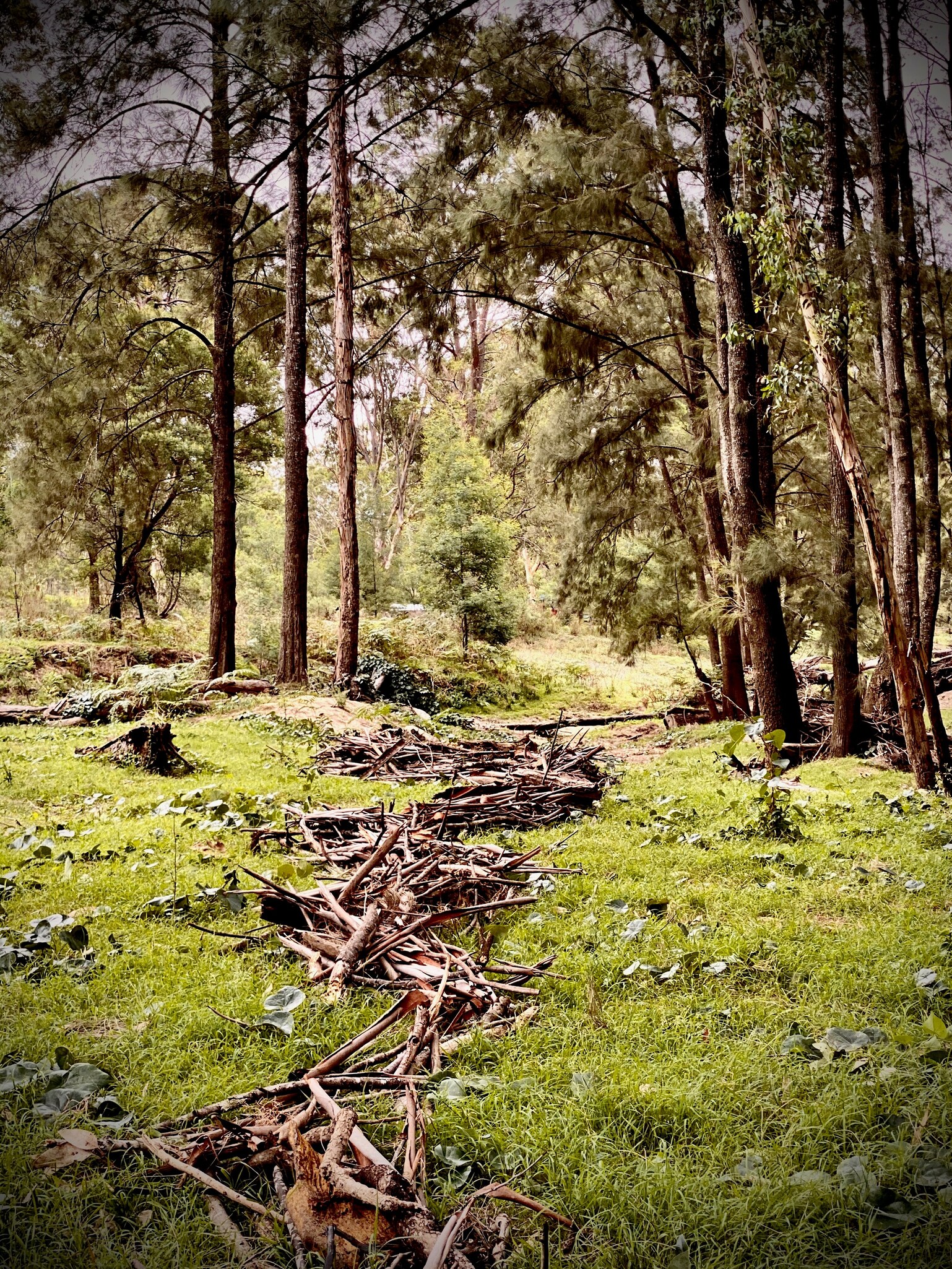 Winding wooden sculpture flows through the bush on Wiradjuri Country, honouring a creative and deep connection to land.
