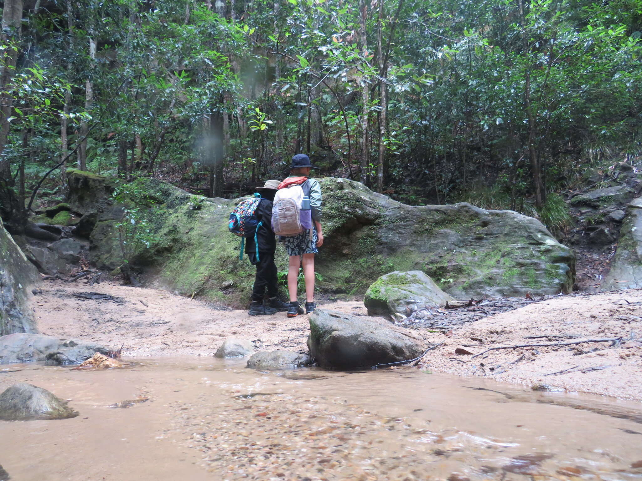 Kindlehill students navigate the misty Blue Mountains bushland, fostering deep connection to nature through silent observation and exploration.