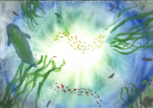 Sunlight illuminates a seal and seaweed on Yuin Country, honouring the sacred rhythm and beauty of the ocean.