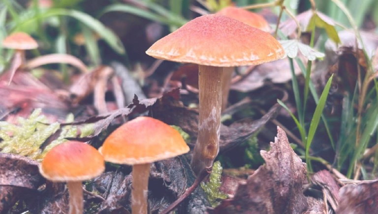Earthy mushrooms sprout from forest litter, honouring the natural rhythms and spirit of a Blue Mountains winter.
