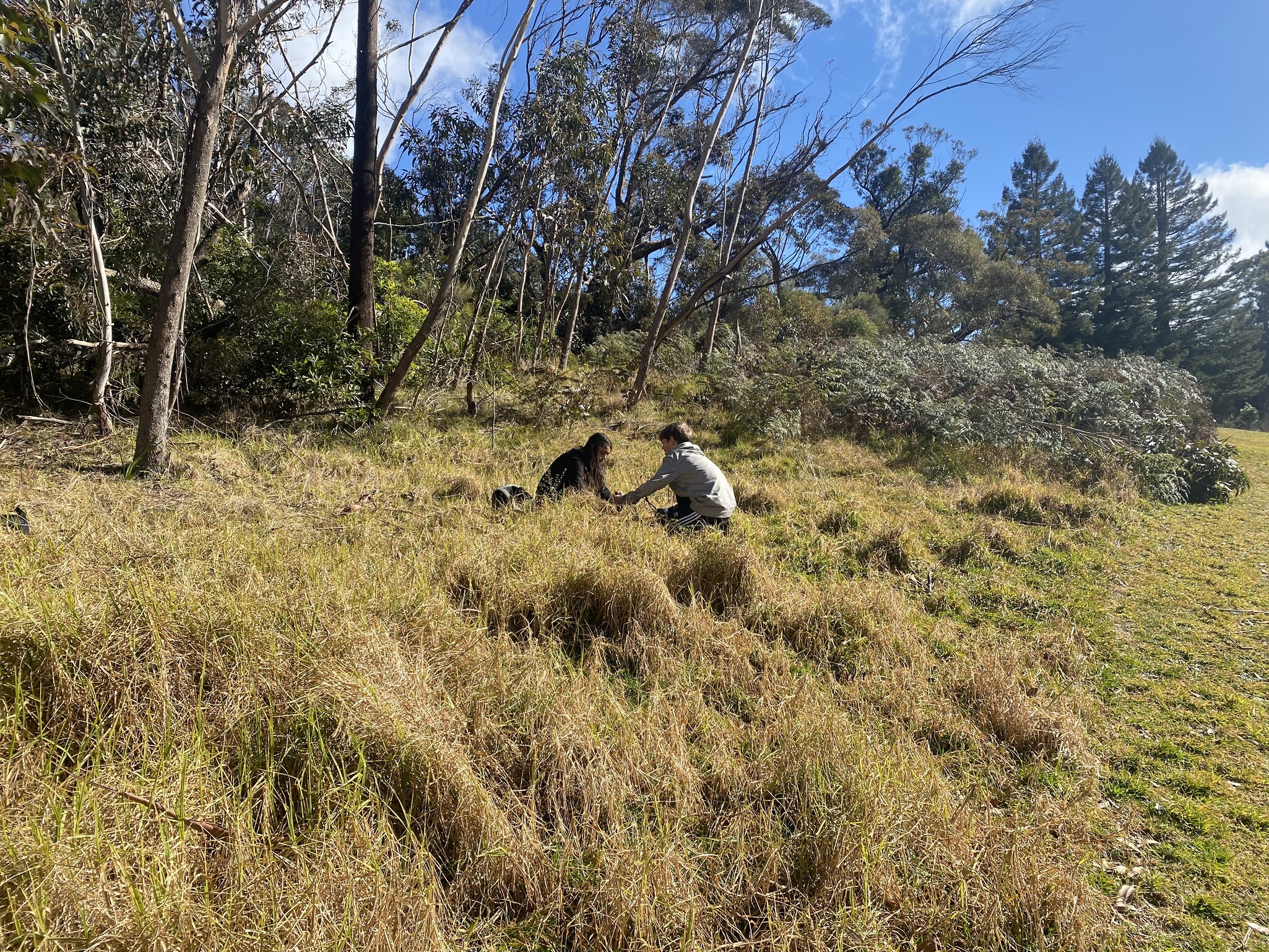 Two Kindlehill students regenerate the Blue Mountains bushland, weeding together to foster connection with Country through practical Earth care.