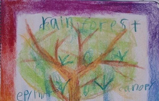 Vibrant student drawing of a rainforest tree honours ancient country and the wisdom of living creatures.