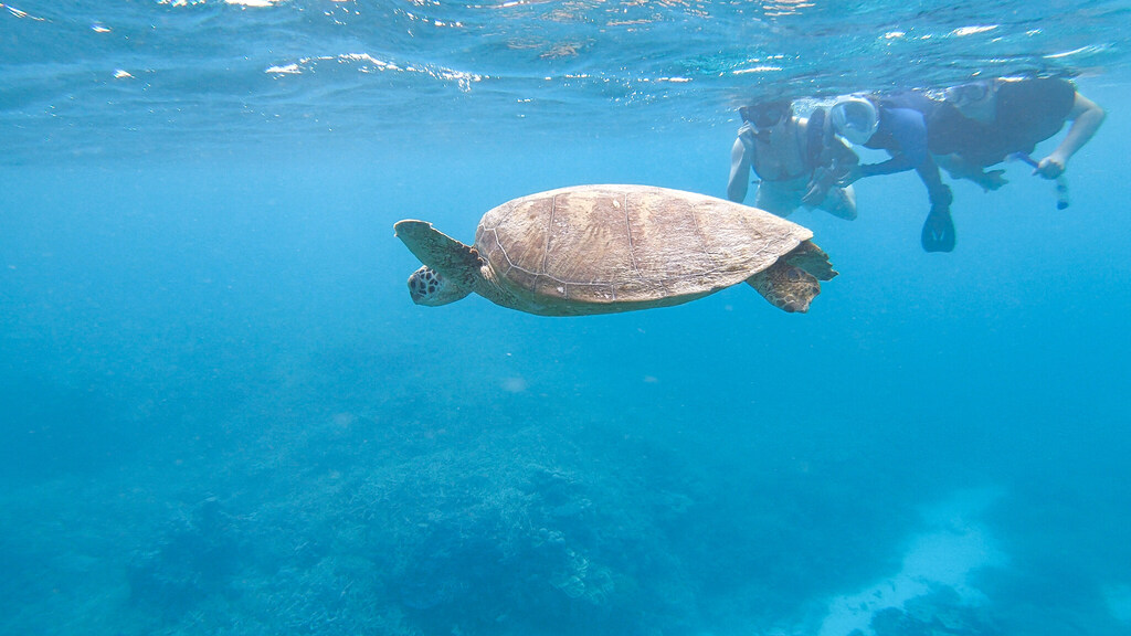 Students snorkel alongside a sea turtle, fostering a deep connection to nature and the living world.