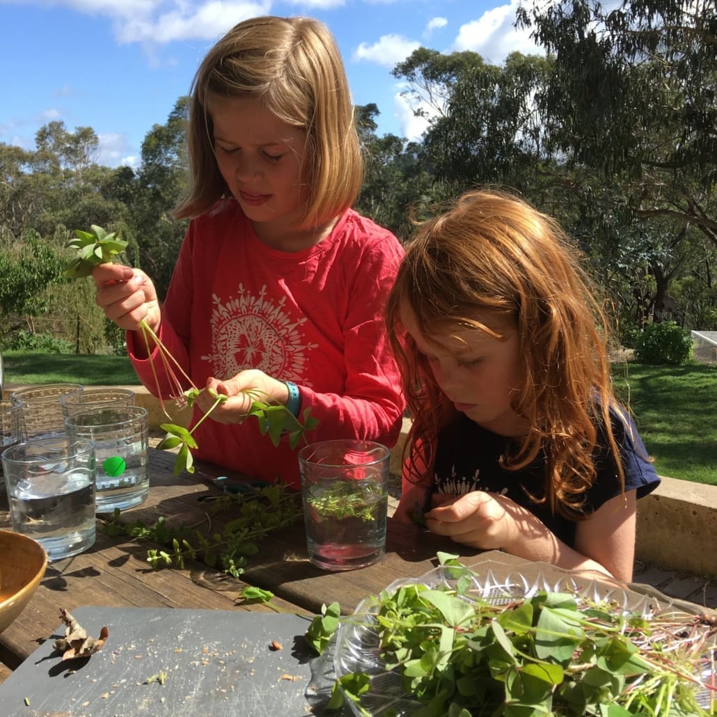 Students intently engage with local plants, connecting with Country and natures rhythm through tactile Blue Mountains learning.
