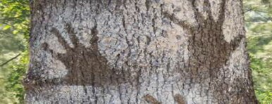 Handprints on rough bark symbolise a deep connection to Country and the enduring spirit of Dharug Ngurra.