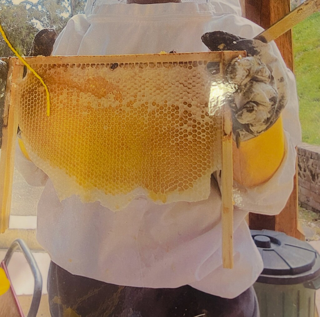 Hands hold a golden honeycomb frame, honouring natures sweet gifts and the collaborative spirit of the hive.