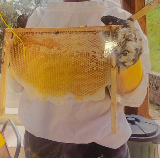 Hands hold a golden honeycomb frame, honouring natures sweet gifts and the collaborative spirit of the hive.