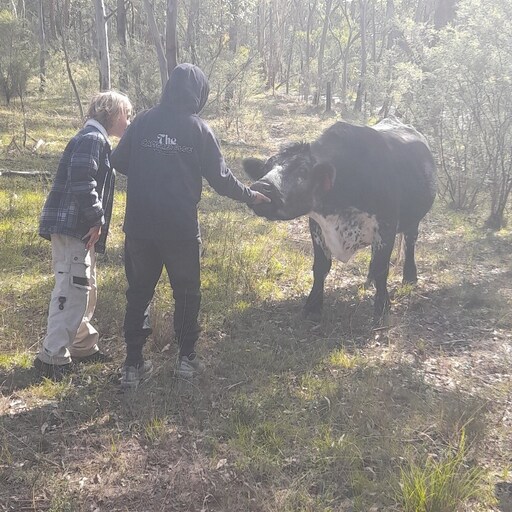 Kindlehill students bond with a cow while sourcing local farm materials to nourish their biodynamic school garden.