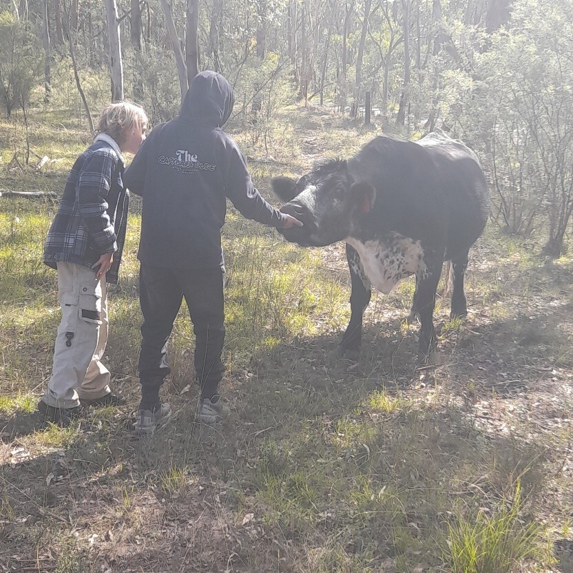 Kindlehill students bond with a cow while sourcing local farm materials to nourish their biodynamic school garden.